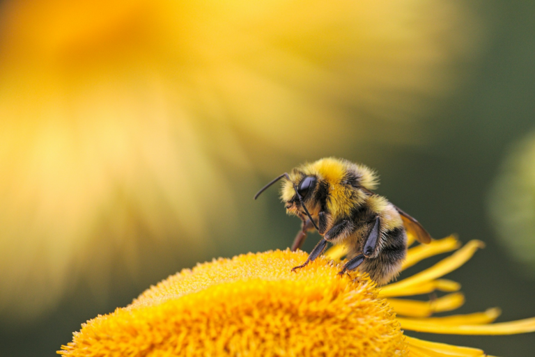 New Zealand Honey Bee
