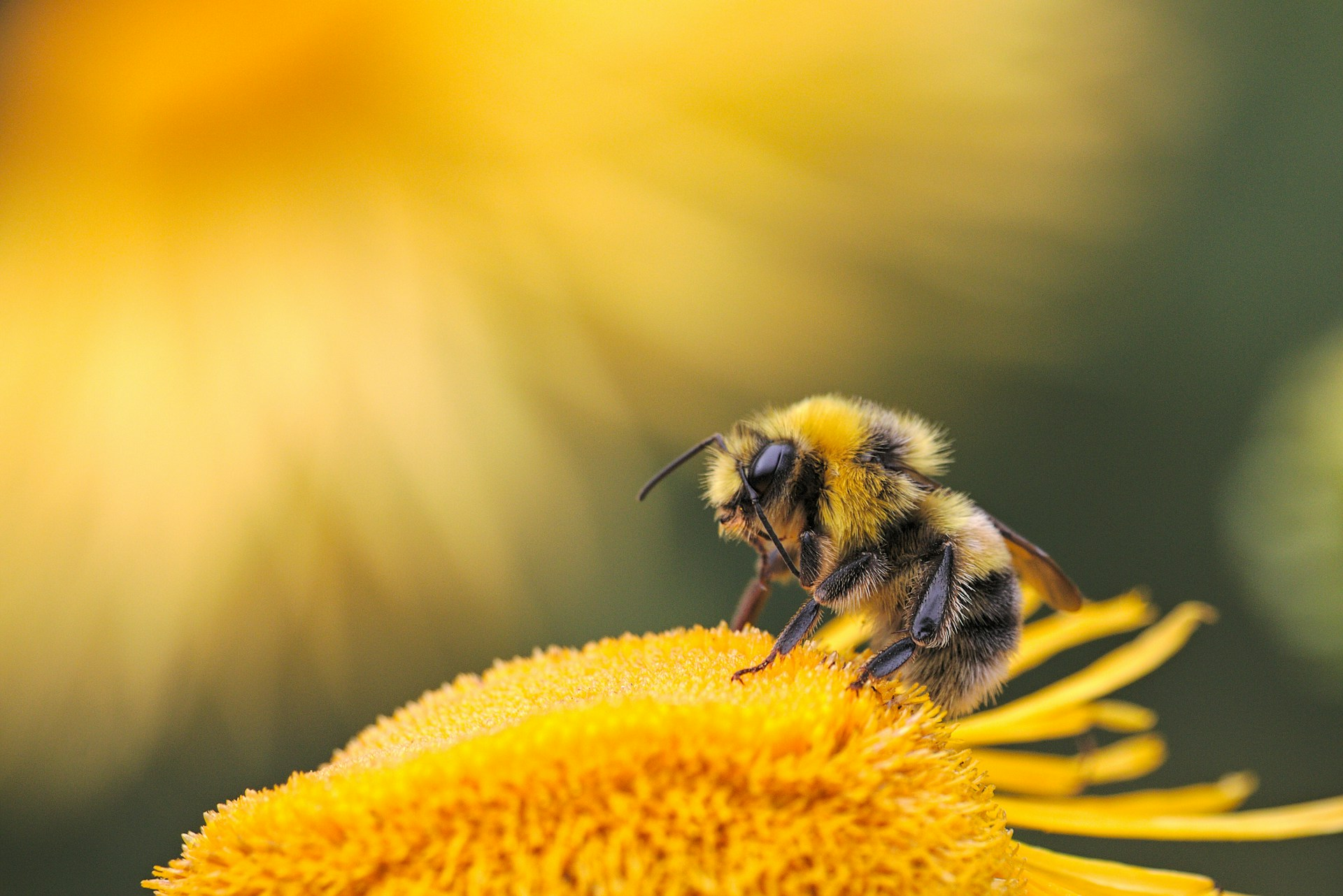 New Zealand Honey Bee