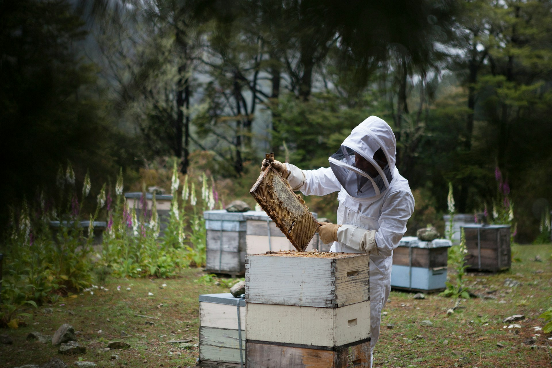 Sustainable Beekeeping